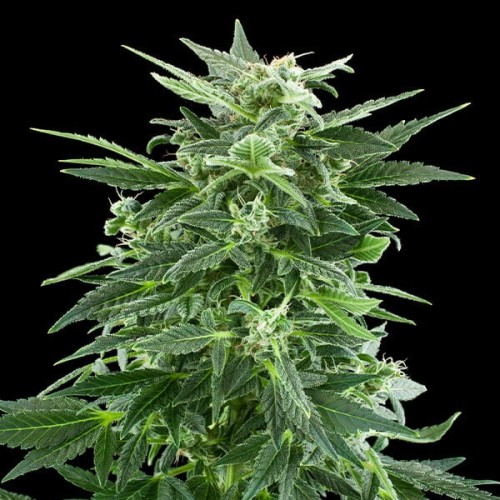 Royal Ak - Royal Queen Seeds femminizzati