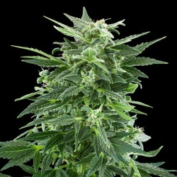 Royal Ak - Royal Queen Seeds femminizzati