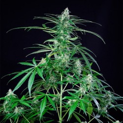 Royal Ak - Royal Queen Seeds femminizzati