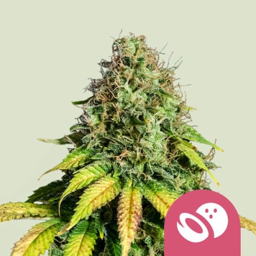 Somango XL

- Somango x Critical 47

- Indica 75% / Sativa 25%

- 8-10 Settimane

- Metà Settembre