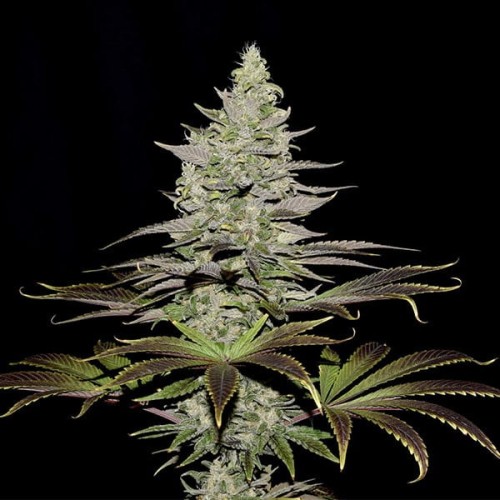 Somango XL - Royal Queen Seeds femminizzati