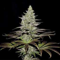 Somango XL - Royal Queen Seeds femminizzati