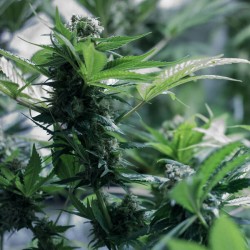 Somango XL - Royal Queen Seeds femminizzati