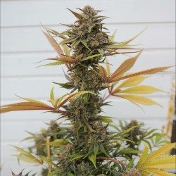 Somango XL - Royal Queen Seeds femminizzati