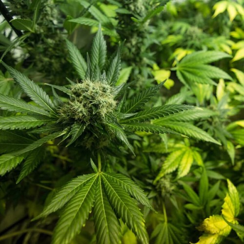 Somango XL - Royal Queen Seeds femminizzati