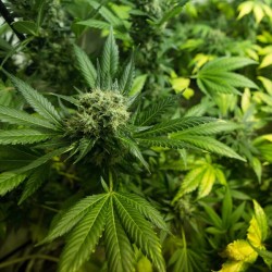 Somango XL - Royal Queen Seeds femminizzati