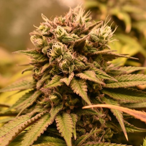 Pineapple Kush - Royal Queen Seeds femminizzati