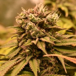 Pineapple Kush - Royal Queen Seeds femminizzati
