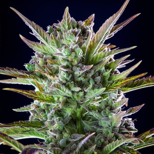 Pineapple Kush - Royal Queen Seeds femminizzati