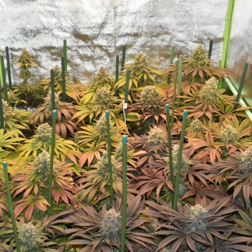Pineapple Kush - Royal Queen Seeds femminizzati