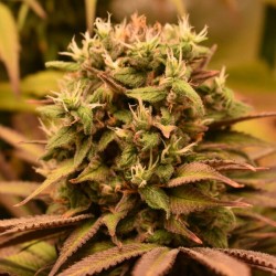 Pineapple Kush - Royal Queen Seeds femminizzati