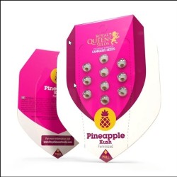 Pineapple Kush - Royal Queen Seeds femminizzati