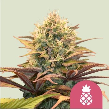 Pineapple Kush
- Pineapple x OG Kush
- Indica 80% / Sativa 20%
- 8-9 Settimane
- Metà Settembre
