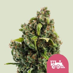 Candy Kush Express (Fast Flowering) - Royal Queen Seeds femminizzati