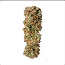 Candy Kush Express (Fast Flowering) - Royal Queen Seeds femminizzati