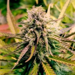 Candy Kush Express (Fast Flowering) - Royal Queen Seeds femminizzati