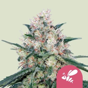 Honey Cream
-BlueBlack x Maple Leaf Indica x White Rhino 
- Indica 65% / Sativa 35%
- 7-8 Settimane