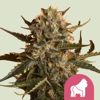 Mother Gorilla
- Gorilla Glue 4 x Reina Madre
- Sativa 70% / Indica 30%
- 9-10 Settimane