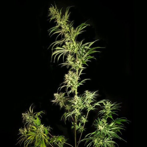 Mother Gorilla - Royal Queen Seeds femminizzati
