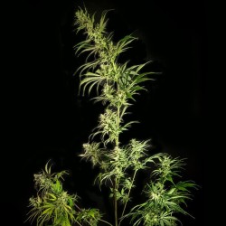 Mother Gorilla - Royal Queen Seeds femminizzati