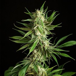 Mother Gorilla - Royal Queen Seeds femminizzati
