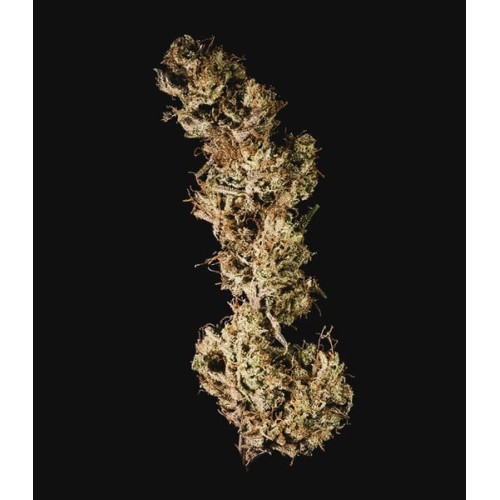 Mother Gorilla - Royal Queen Seeds femminizzati