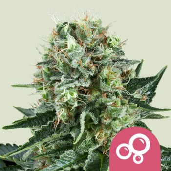 Bubble Kush
- Bubble Gum x O.G. Kush
- Indica 80% / Sativa 20%
- 8-10 Settimane