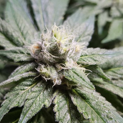 Bubble Kush - Royal Queen Seeds femminizzati