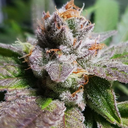 Bubble Kush - Royal Queen Seeds femminizzati