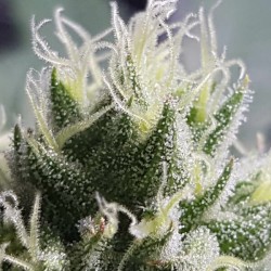 Bubble Kush - Royal Queen Seeds femminizzati