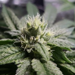 Bubble Kush - Royal Queen Seeds femminizzati