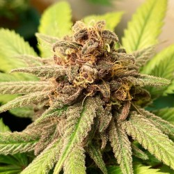 Bubble Kush - Royal Queen Seeds femminizzati