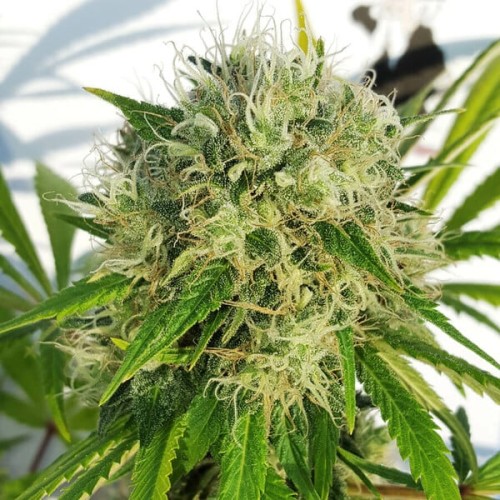 Bubble Kush - Royal Queen Seeds femminizzati