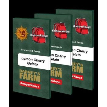 Lemon Cherry Gelato
- Sunset Sherbet Strain x Girl Scout Cookies
- Indica 60% / Sativa 40%
- 60-65 giorni