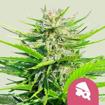 Royal Cheese
- Old School Skunk x Afghani
- Indica 60% / Sativa 40%
- 7-8 Settimane