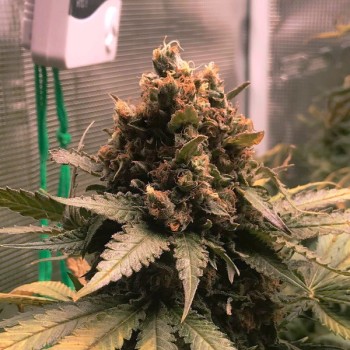 Royal Cheese
- Old School Skunk x Afghani
- Indica 60% / Sativa 40%
- 7-8 Settimane 2