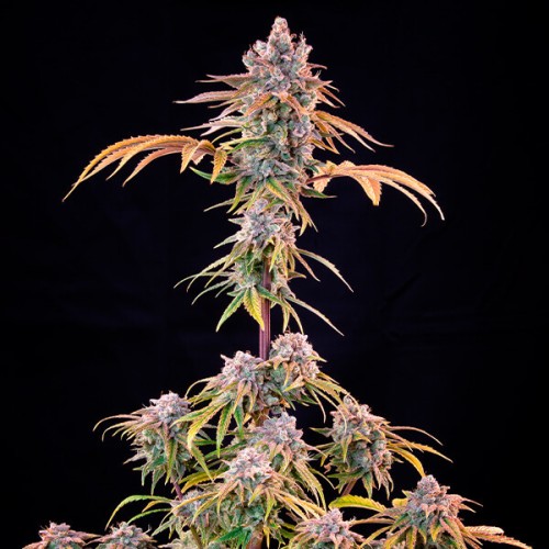 Royal Cheese (Fast Flowering) Royal Queen Seeds...