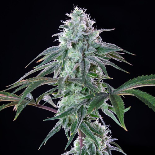 Royal Cheese (Fast Flowering) Royal Queen Seeds...