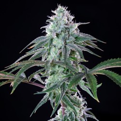 Royal Cheese (Fast Flowering) Royal Queen Seeds femminizzati