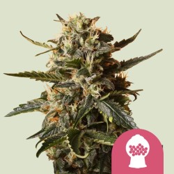 Bubblegum XL - Royal Queen Seeds femminizzati