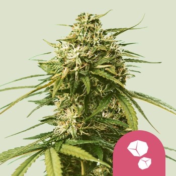 Gushers
- Gelato 41 x Triangle Kush
- Indica 60% / Sativa 40%
- 8-10 Settimane 
- Inizio Ottobre