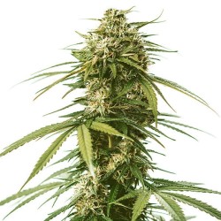 Gushers - Royal Queen Seeds femminizzati