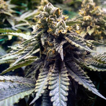 Chocolate Mint OG 2.0
- Emerald OG x Grandaddy Purple
- Indica 80% / Sativa 20%