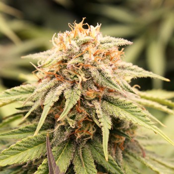 PriZmatic - Humboldt Seed Organization femminizzati