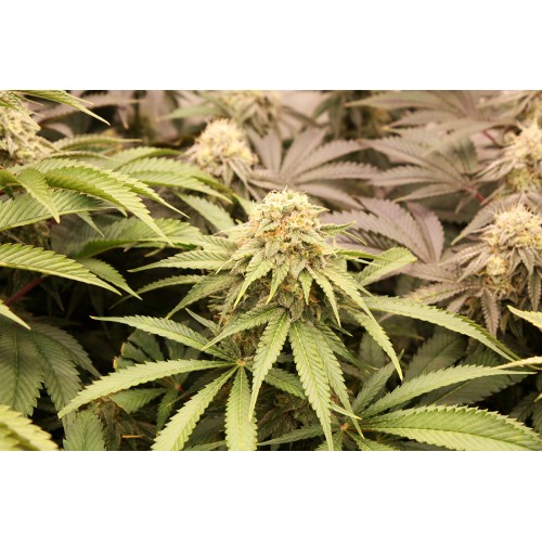 PriZmatic - Humboldt Seed Organization...