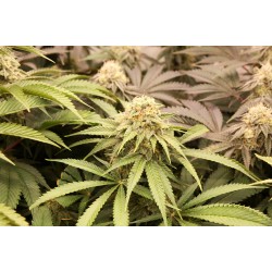 PriZmatic - Humboldt Seed Organization femminizzati