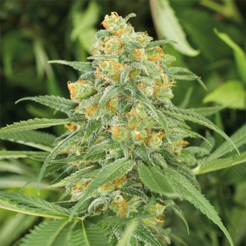Green Crack 2.0
- 1989 SSSC Skunk #1 x Isolated Afghani Cut
- Sativa 60% / Indica 40%