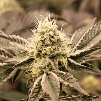 Mouth Wash
- Collision Kush #1 x Mendo Breath
- Indica 65% / Sativa 35%
- Resa Molto Alta