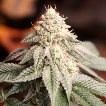Sunset Bride
- Sherb Crasher x Mendo Breath
- Indica 70% / Sativa 30%
- 55-60 giorni