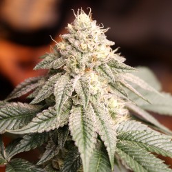 Sunset Bride

- Sherb Crasher x Mendo Breath

- Indica 70% / Sativa 30%

- 55-60 giorni